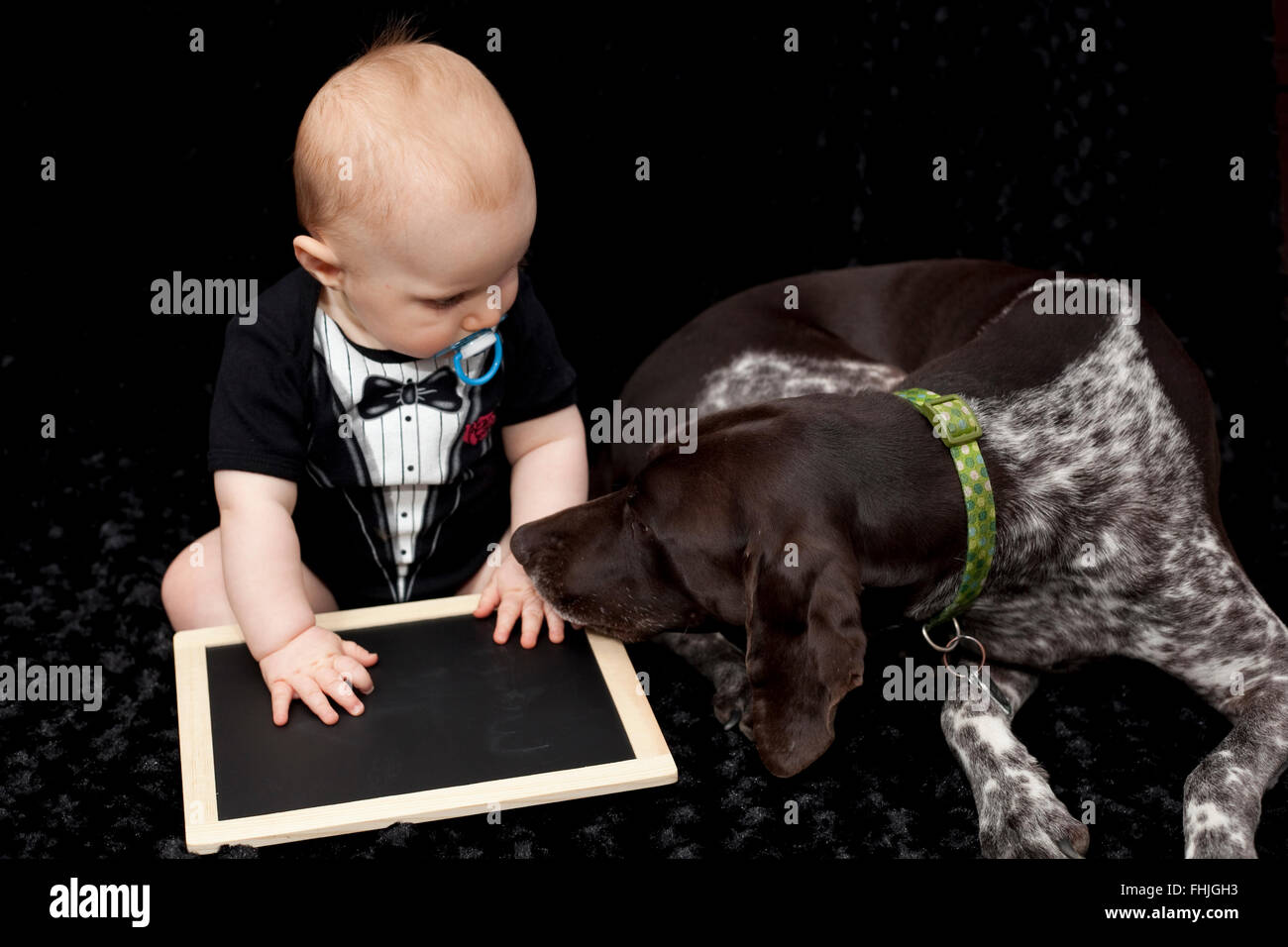 Baby boy and his GSP dog in a photo studio Stock Photo