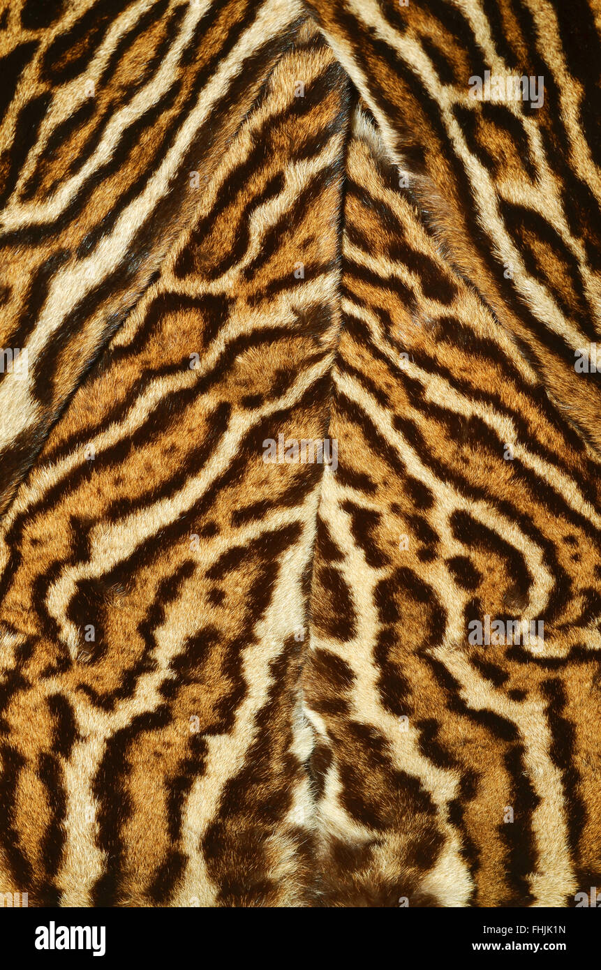 clouded leopard fur coat Stock Photo