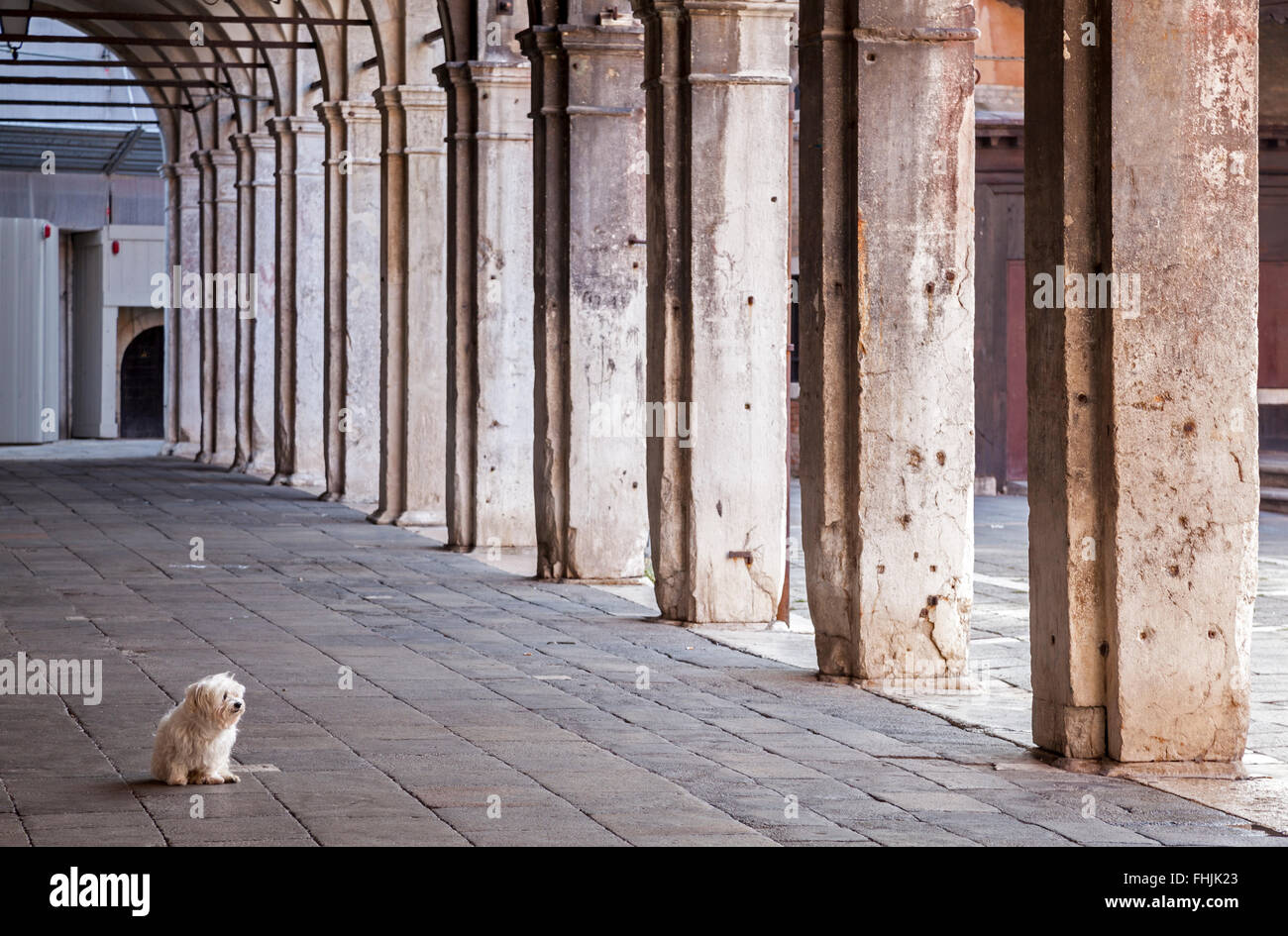 Crumbling columns of the colonnade on Campo di San Giacomo di Rialto, Venice, Italy with a seemingly abandoned small white dog Stock Photo