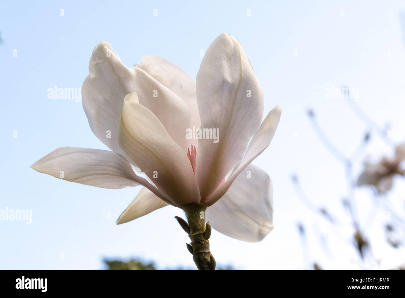 Caerhays, Cornwall, UK. 25th February 2016.  UK Weather. Glorious spring sunshine at Caerhays gardens and castle, bringing out the best of the Magnolia blooms. The gardens have been anounced as the winner of the 2016 Garden of the Year award  by the Historic Houses Association. Credit:  Simon Maycock/Alamy Live News Stock Photo