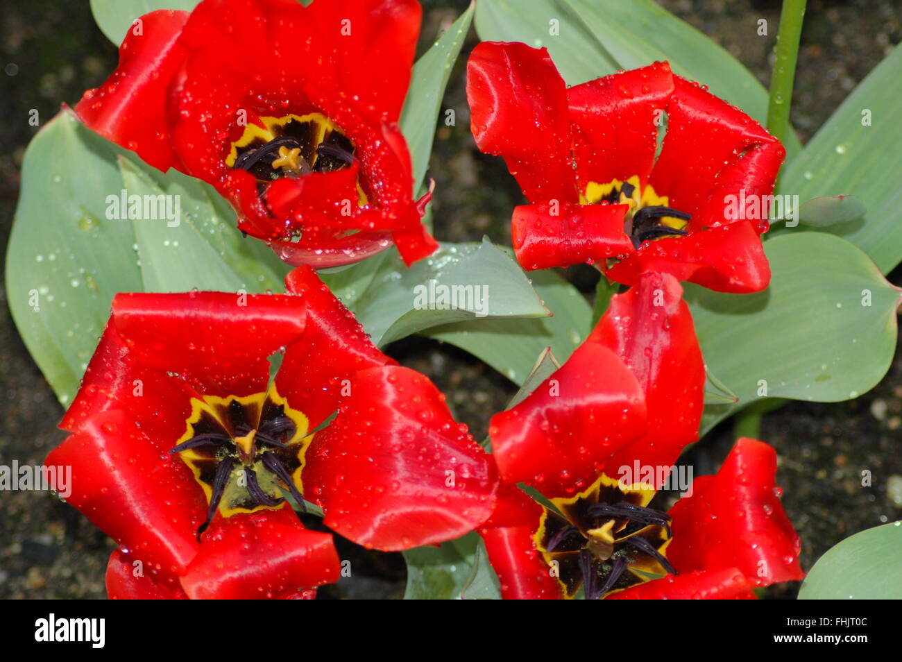 Red tulip summer flowers Stock Photo