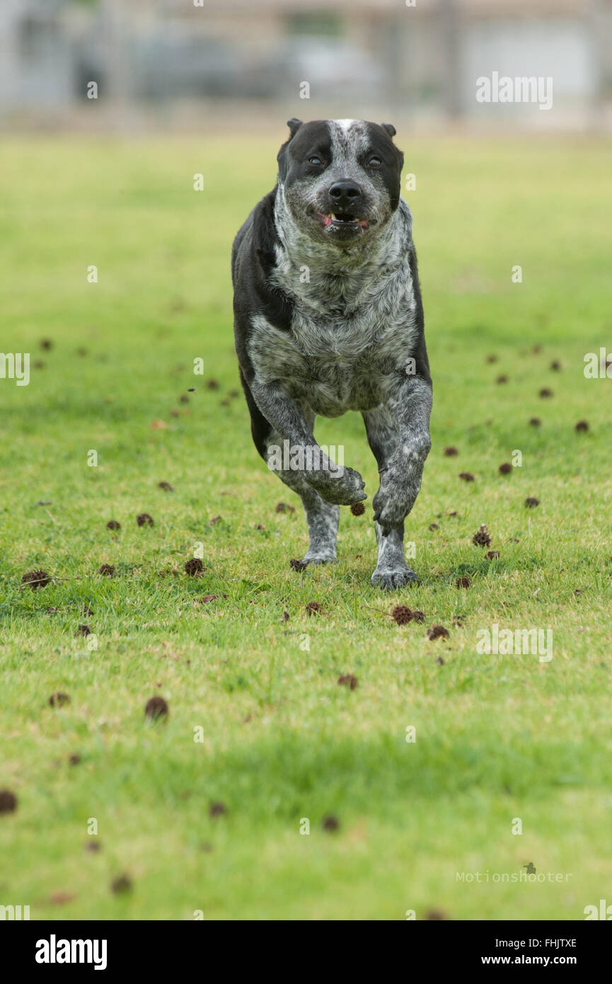 Heeler mixed breed dog running at park Stock Photo