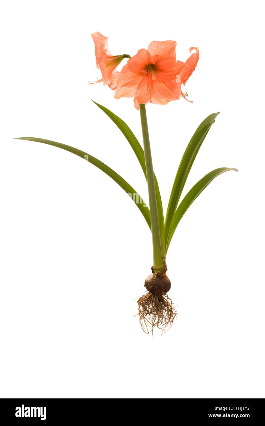 whole amaryllis plant with bulb and roots isolated white background (peach melba) Stock Photo