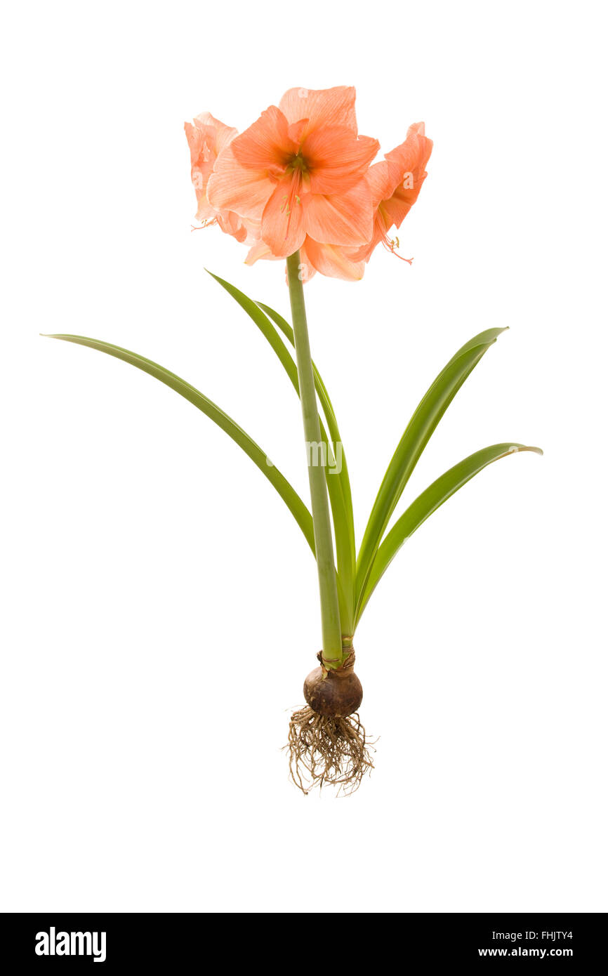 whole amaryllis plant with bulb and roots isolated white background (peach melba) Stock Photo