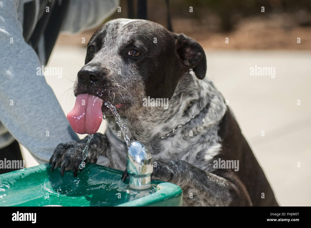 Thirsty dog face at the drinking fountain. Stock Photo