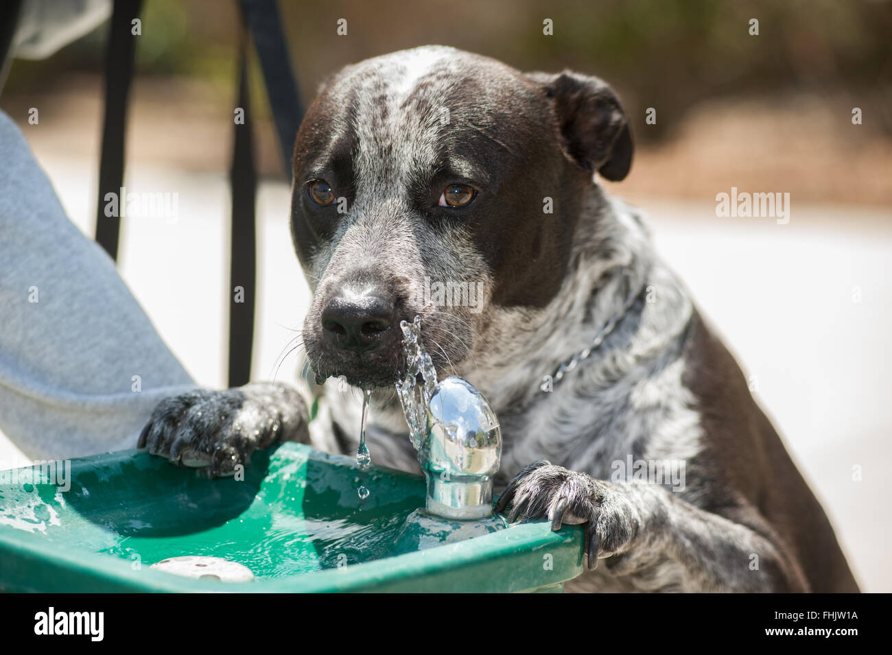 Thirsty dog at the drinking fountain. Stock Photo