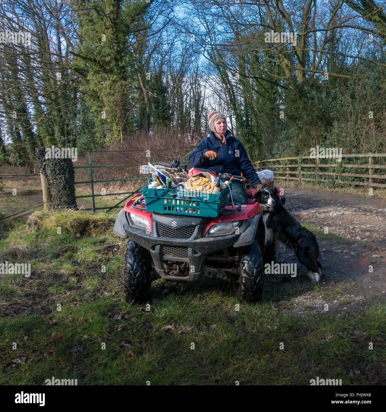 Female farmer on a quadbike with her working collie dog, Yorkshire, UK Stock Photo