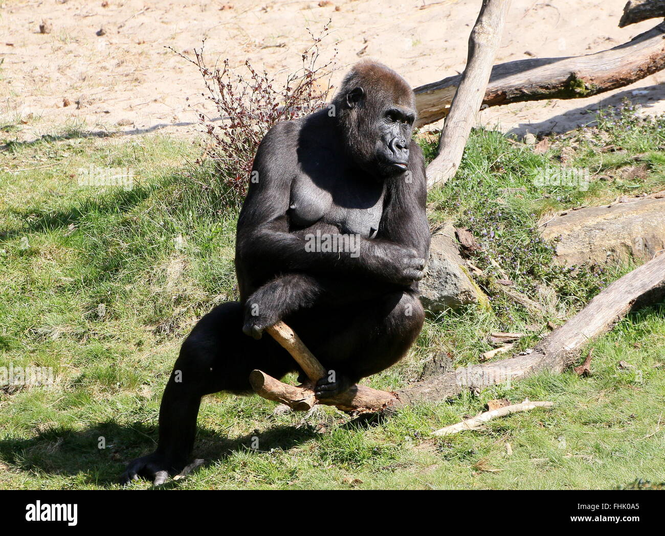 Pensive looking young female Western lowland gorilla Stock Photo