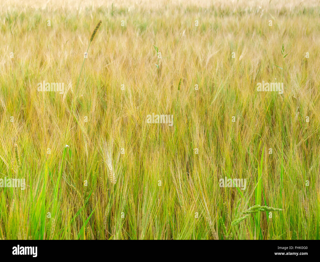 Golden field of rye closeup. Ukraine, Europe Stock Photo - Alamy
