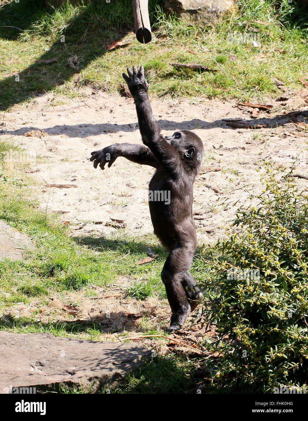 Young Lowland gorilla boy jumping up to grab hold of a branch Stock Photo