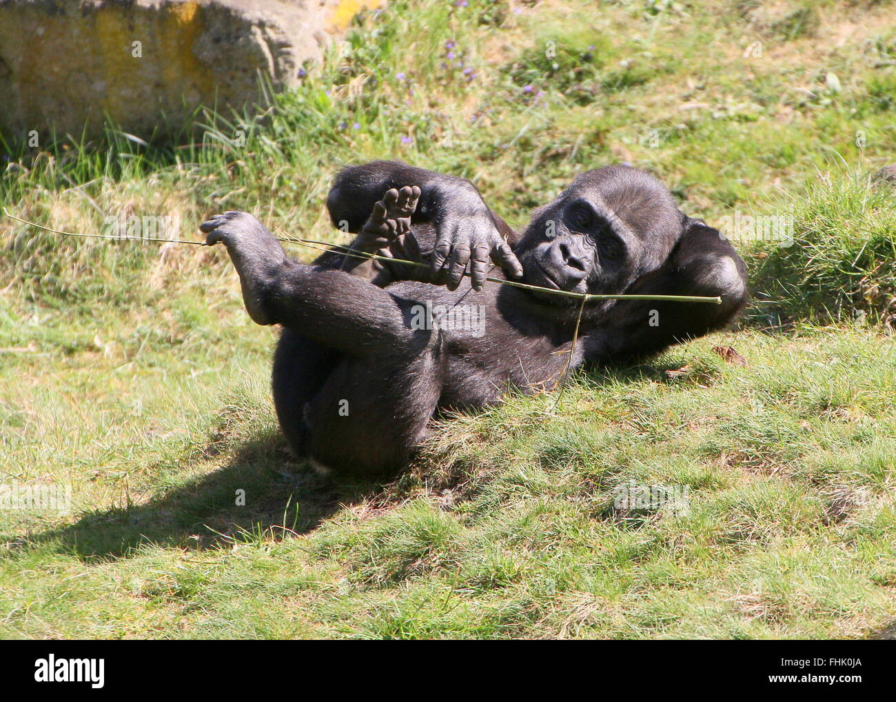 Young male Lowland gorilla rocking back and forth while lying on his back Stock Photo