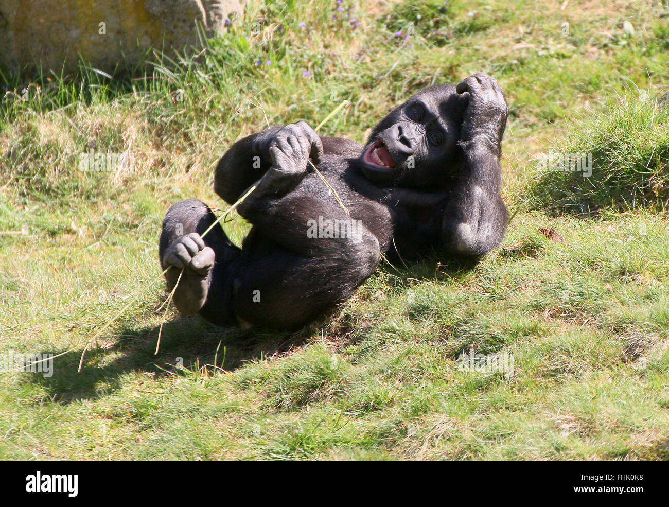 Young male Lowland gorilla rocking back and forth while lying on his back, scratching his head while yawning Stock Photo