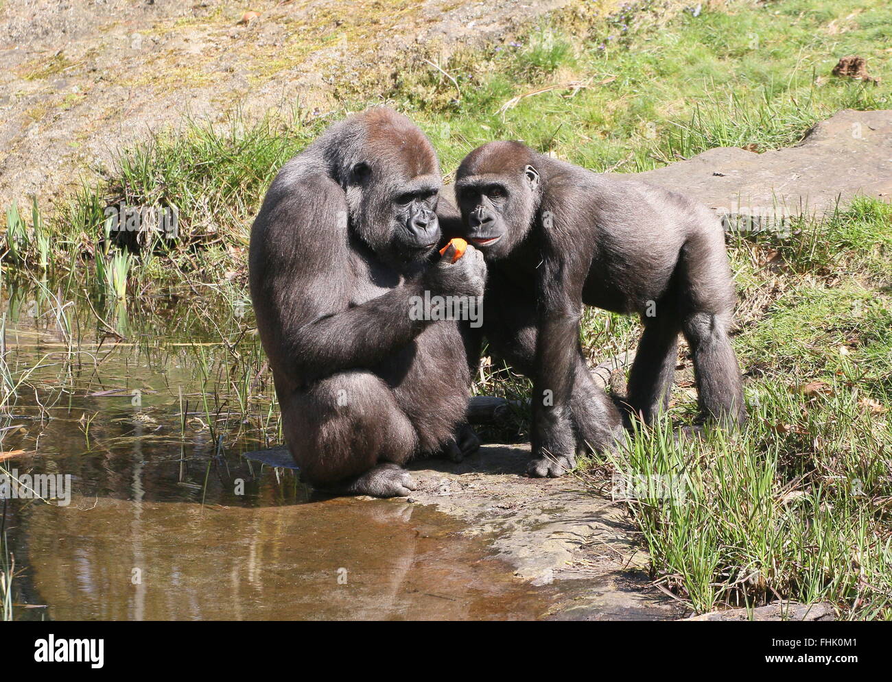 Two Western lowland gorillas near the water's edge, mother and son, sharing fruit Stock Photo
