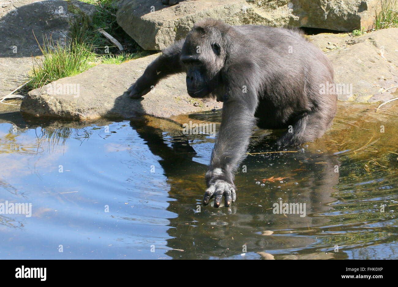 Wading female Western lowland reaching to collect a piece of fruit from the water Stock Photo
