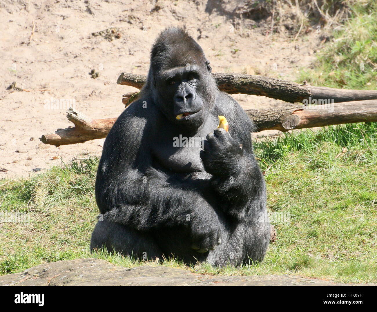 Mature male Western lowland gorilla eating fruit Stock Photo