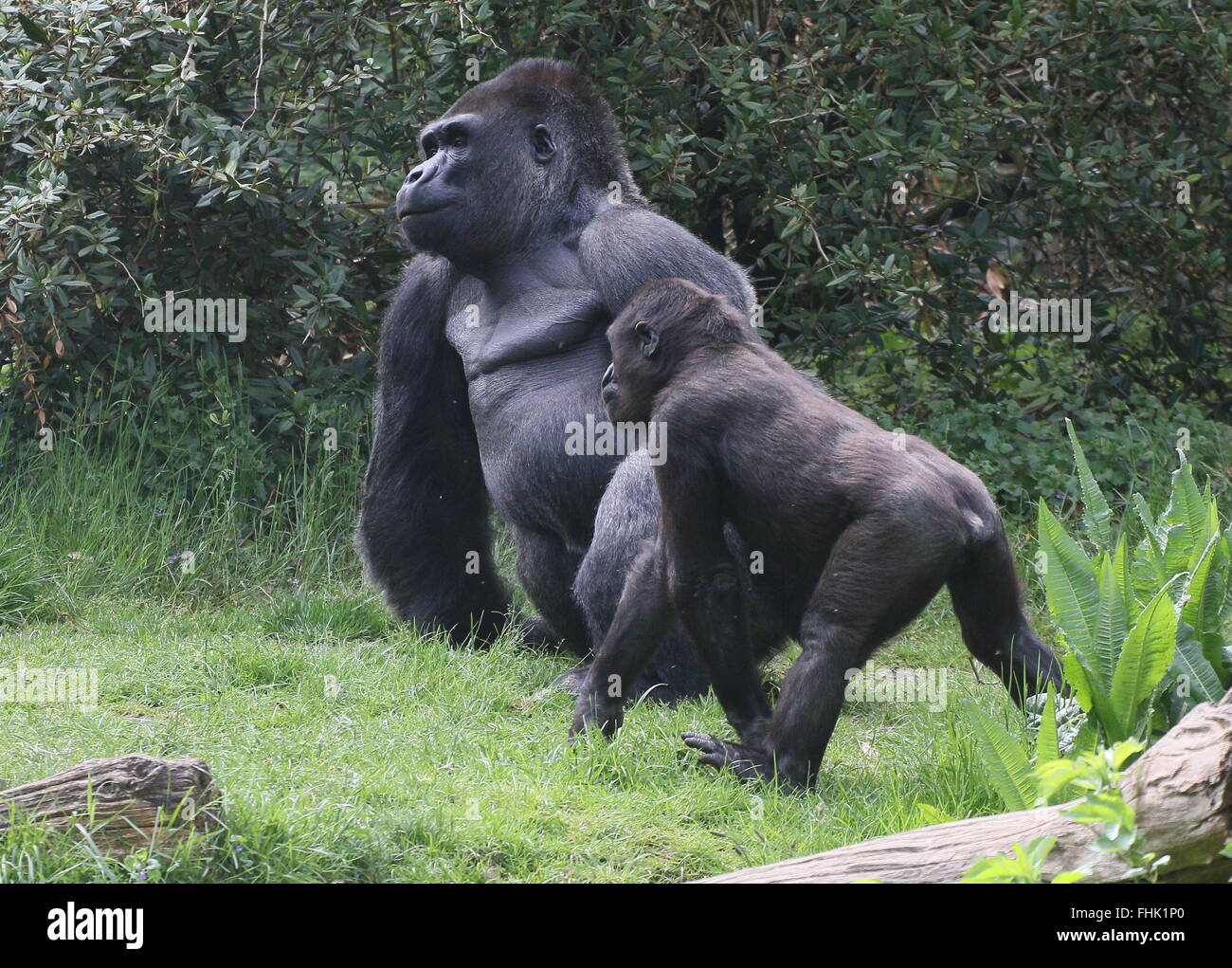 Mature male Western lowland gorilla, a young male walking by Stock Photo