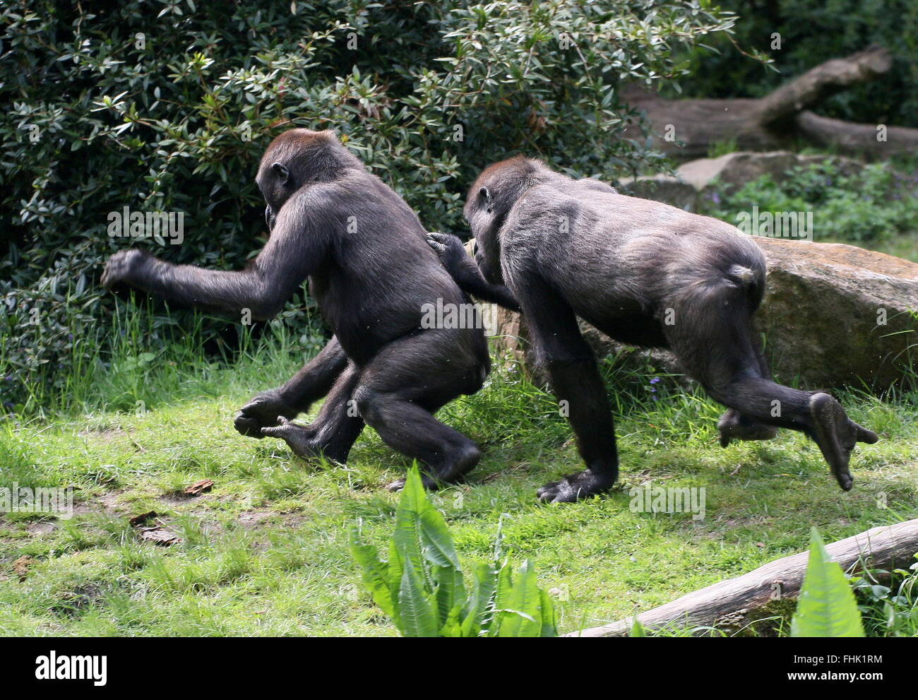 Mischievous young male Western lowland gorilla chasing his older sibling Stock Photo