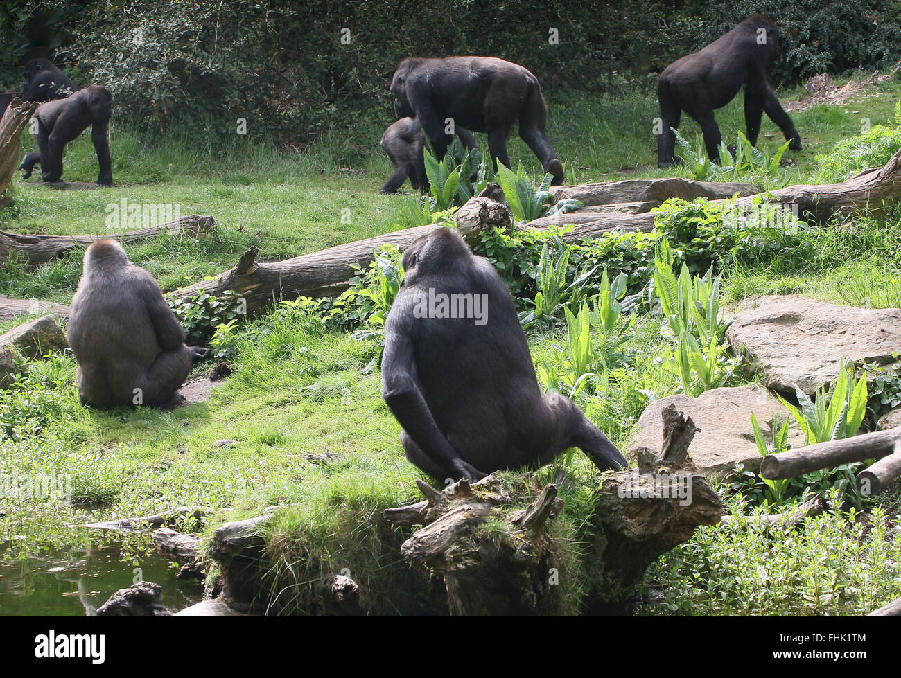 Extended family of Western lowland gorillas Stock Photo