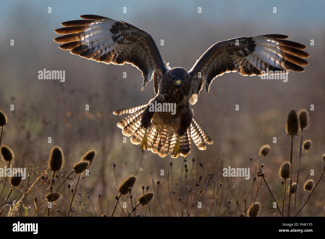 Common Buzzard, backlit Stock Photo