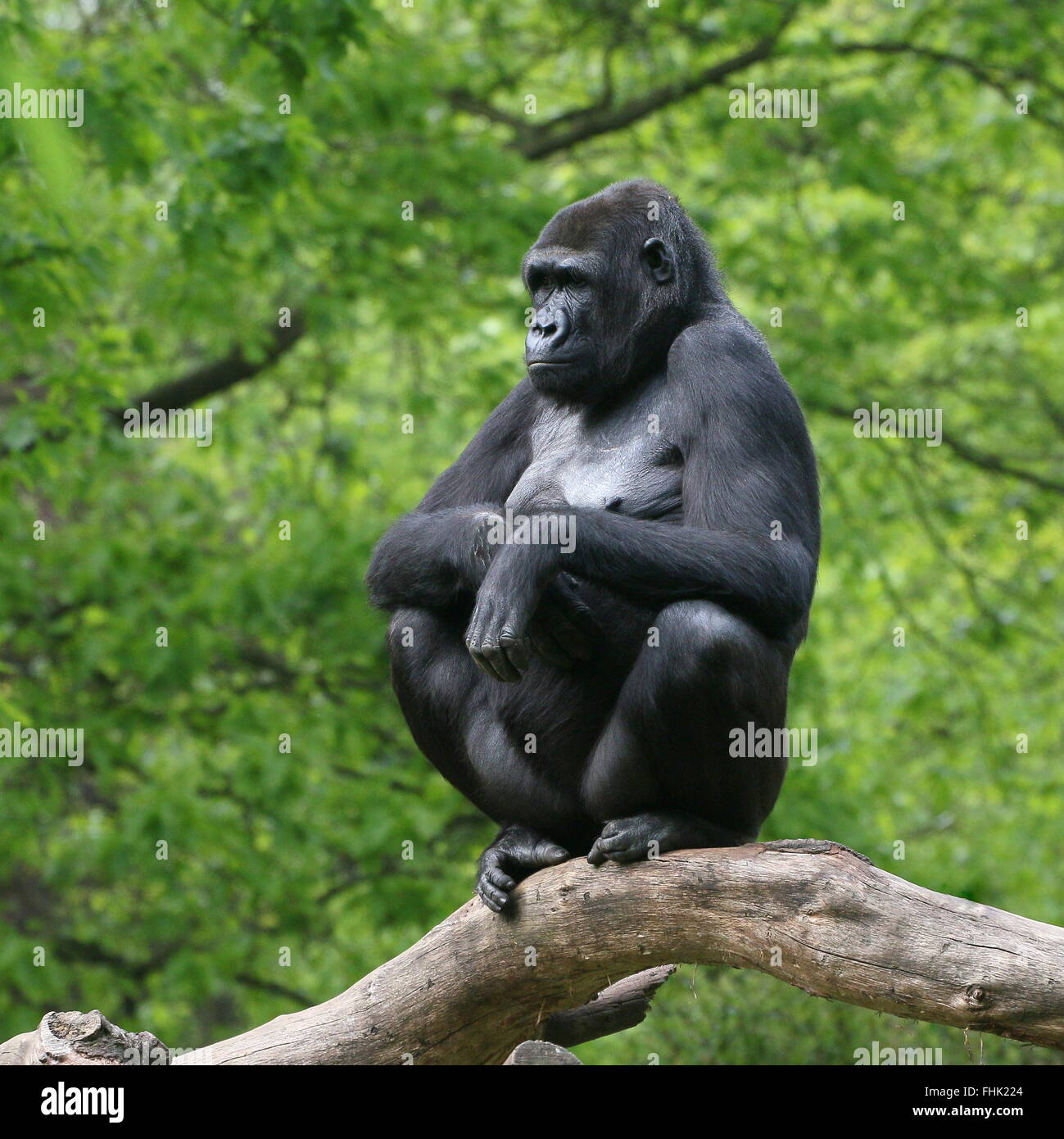 Young female western lowland gorilla sitting on a branch Stock Photo