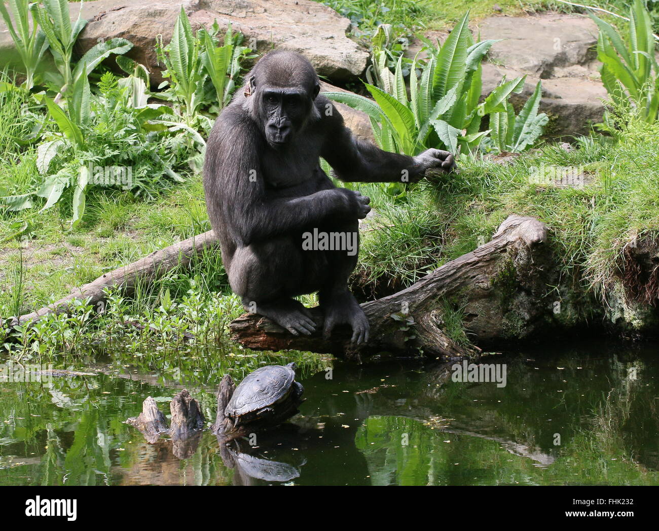 Western lowland gorilla at the water's edge, engrossed in observing a turtle Stock Photo