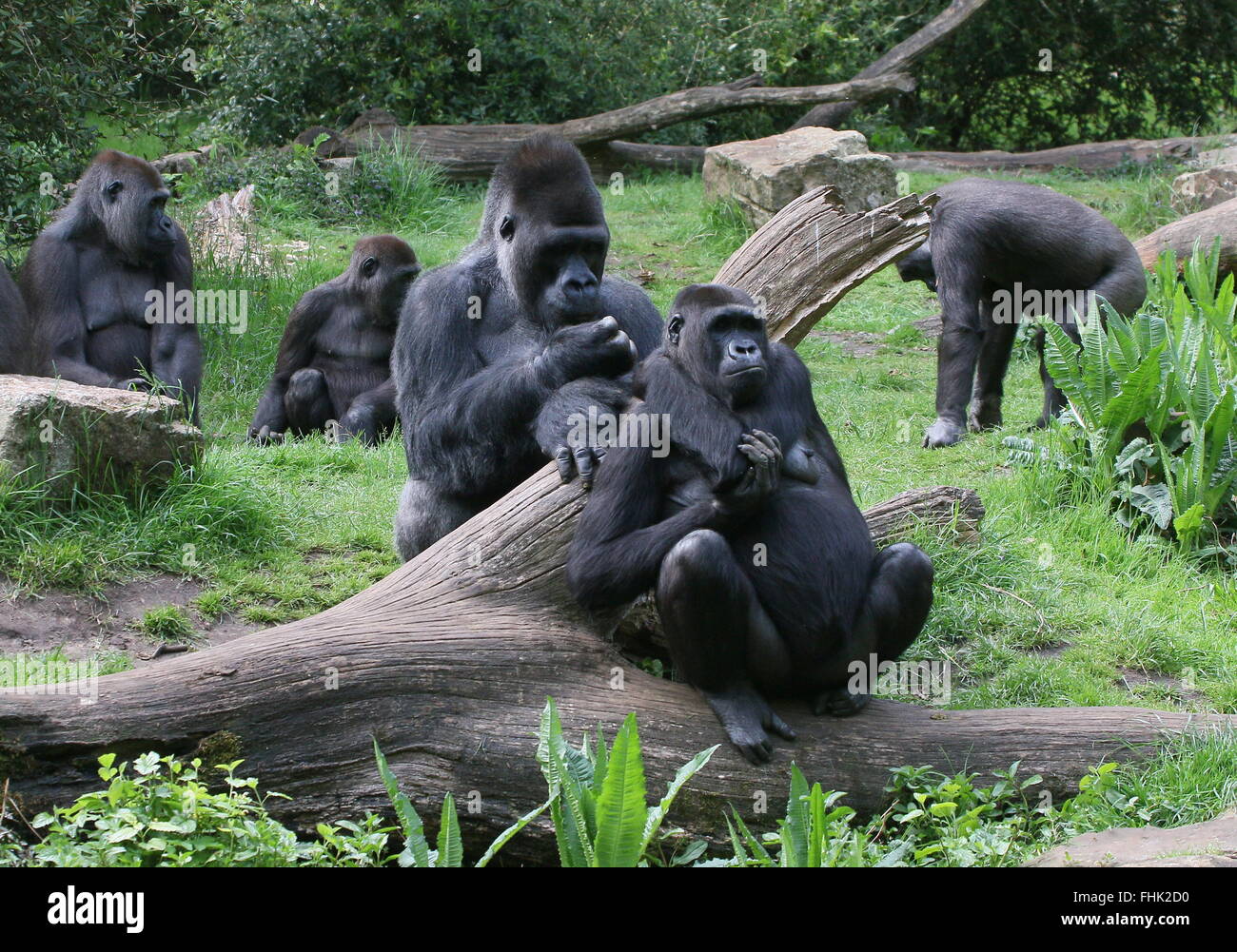 Family of Western lowland gorillas chilling out, alpha male silverback and one of his 'prime mates' in the foreground Stock Photo
