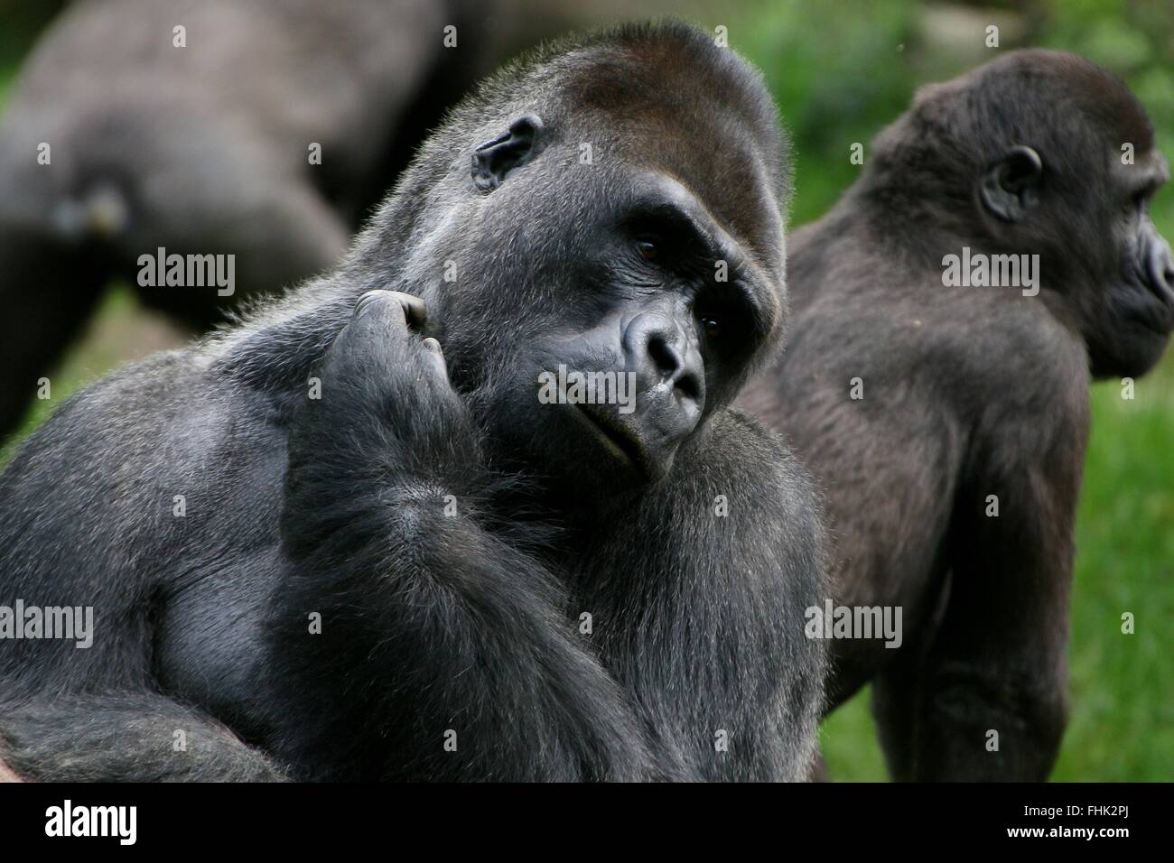 Mature Western lowland silverback gorilla scratching his chin absentmindedly Stock Photo