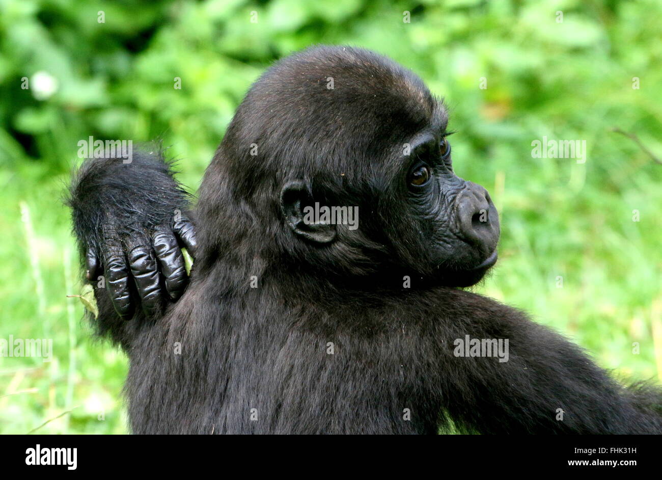 Western lowland gorilla portrait, hand scratching his own back Stock Photo