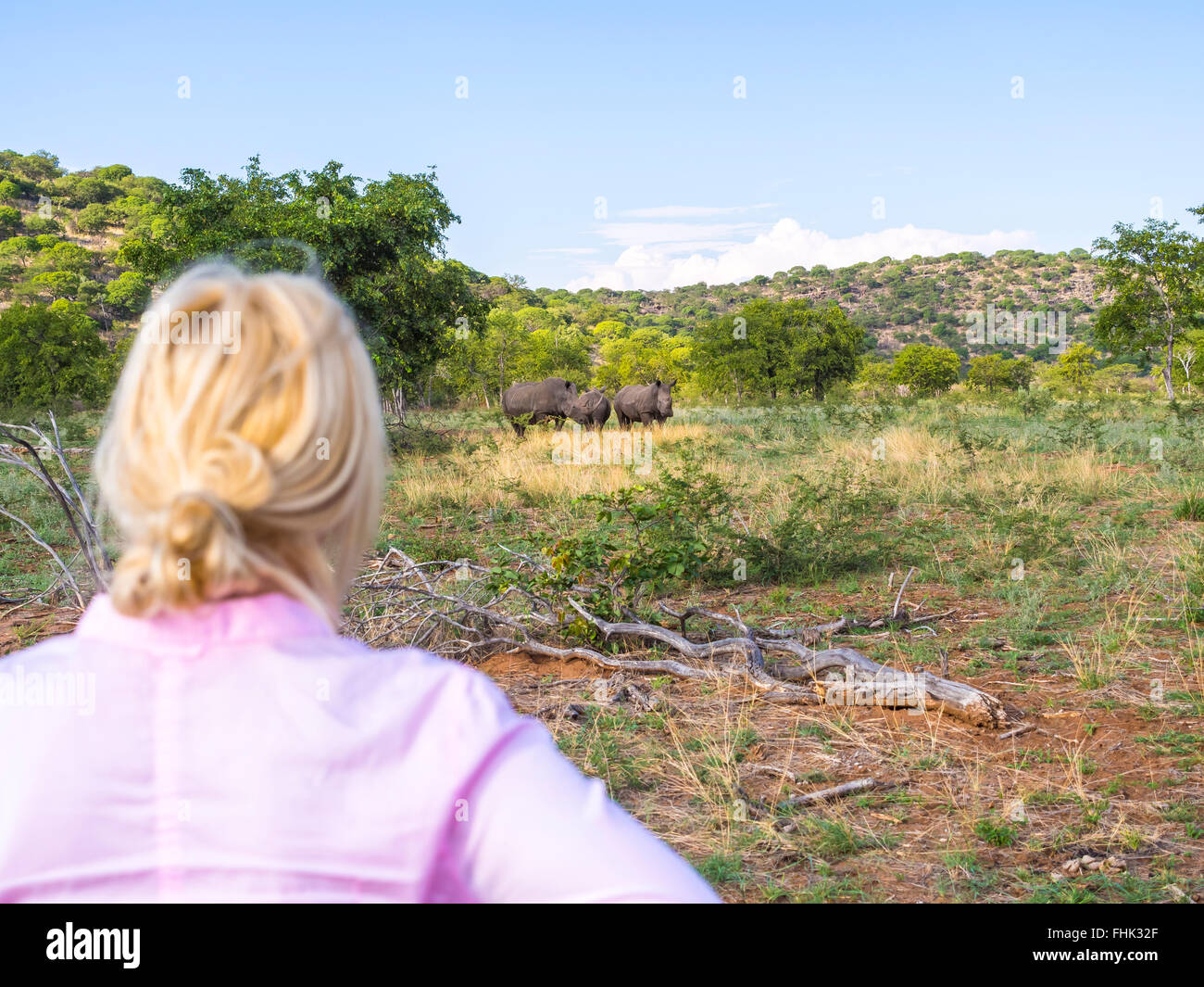 Namibia, Outjo, tourist looking at group of white rhinoceros in Ongava Wild Reservat Stock Photo