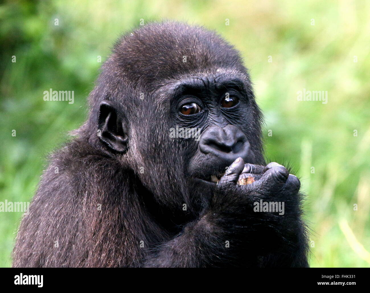 Young male Western lowland gorilla eating, hands clasped in front of his mouth Stock Photo
