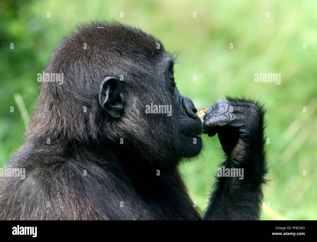 Young male Western lowland gorilla eating Stock Photo