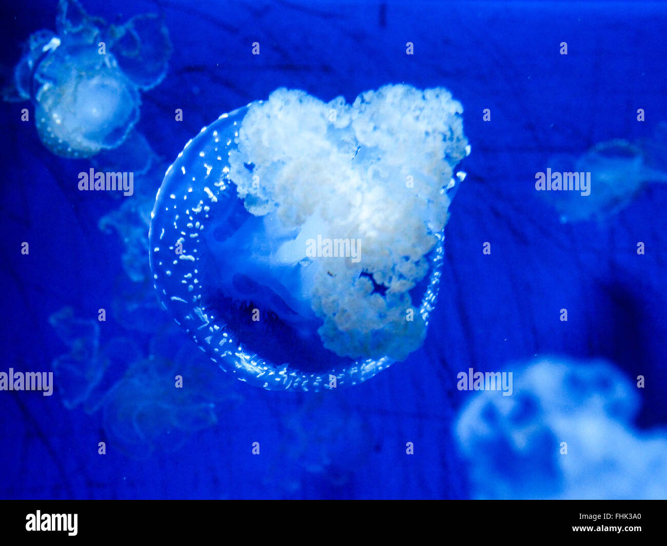 jellyfish in blue water Stock Photo - Alamy