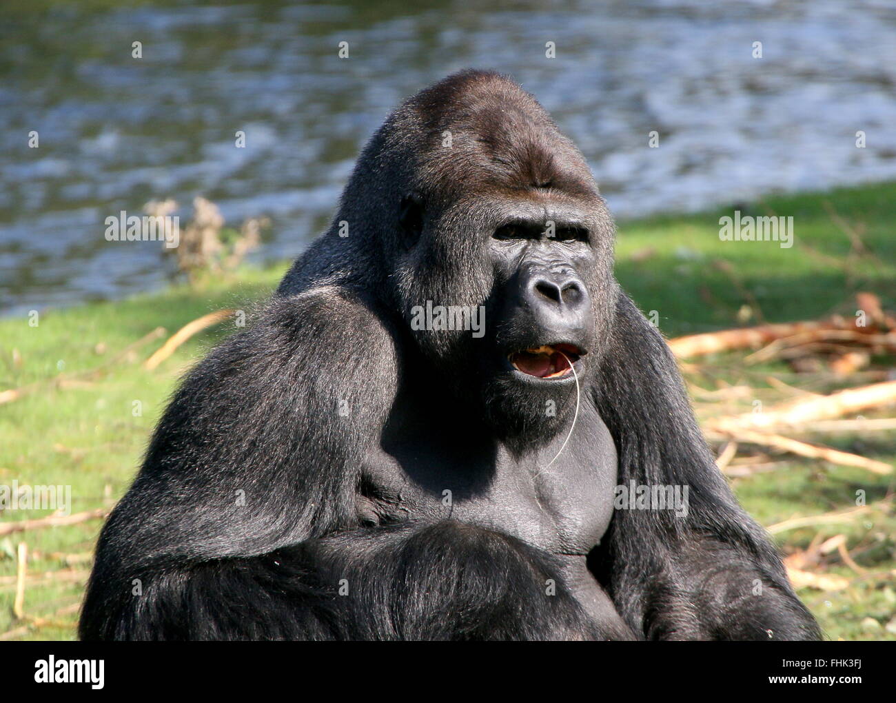 Mature male Western lowland gorilla eating Stock Photo