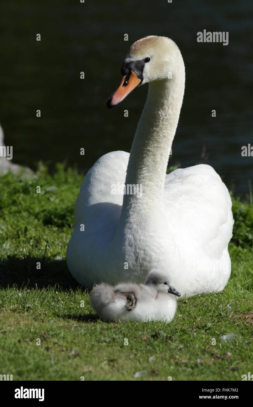 Mute Swan with cygnet baby Stock Photo