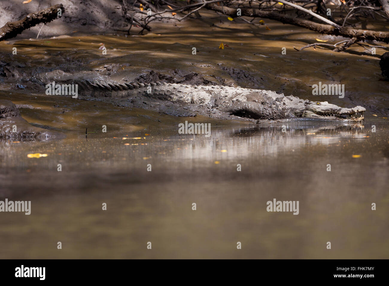 A big American Crocodile, Crocodylus acuatus, in the mangrove forest in Golfo de Montijo, Pacific coast, Veraguas province, Republic of Panama. Stock Photo