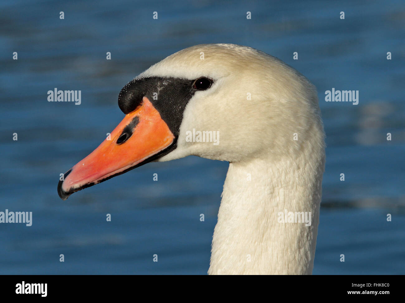 Swan head / Mute svan Head / close up Stock Photo