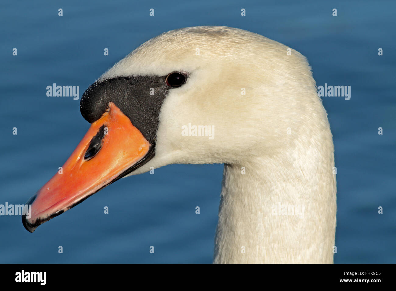 Swan head / Mute svan Head / close up Stock Photo