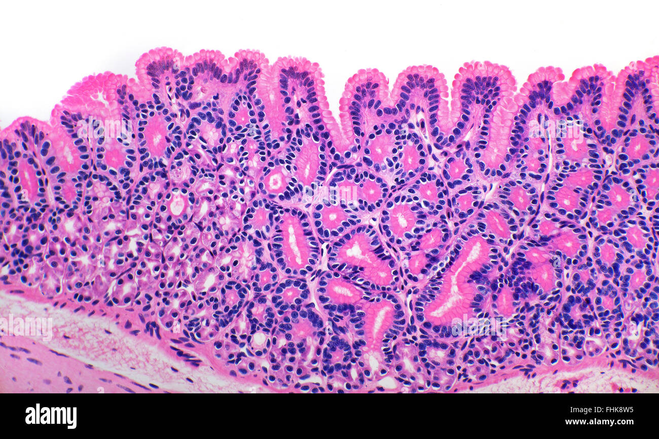 Stomach villi detail, salamander amphibisn, brightfield photomicrograph, stained section. Stock Photo