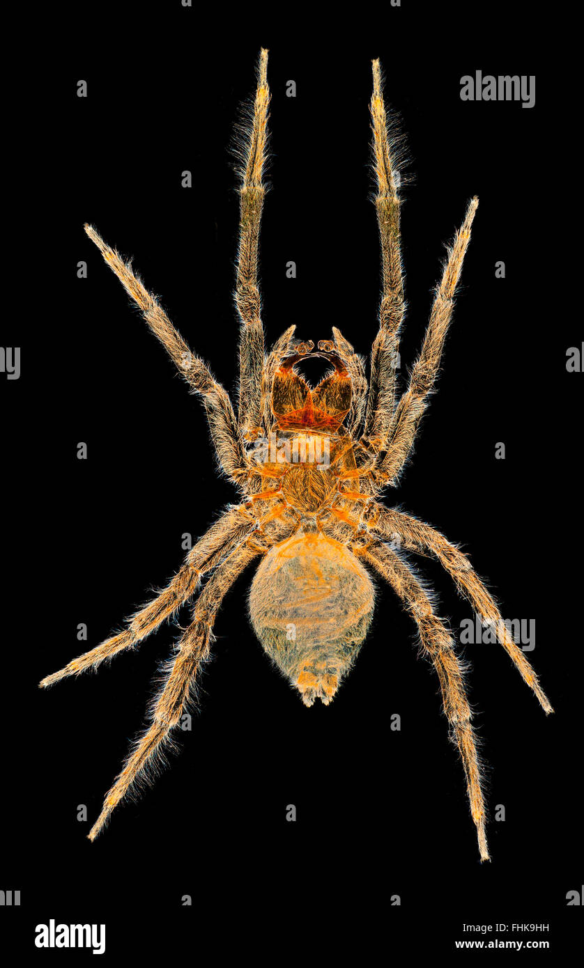 Diving bell spider or water spider, Argyroneta aquatica, darkfield macro photograph Stock Photo