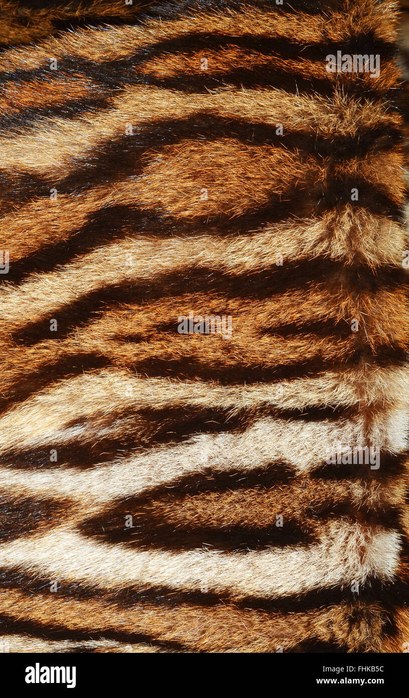skin of siberian tiger Stock Photo
