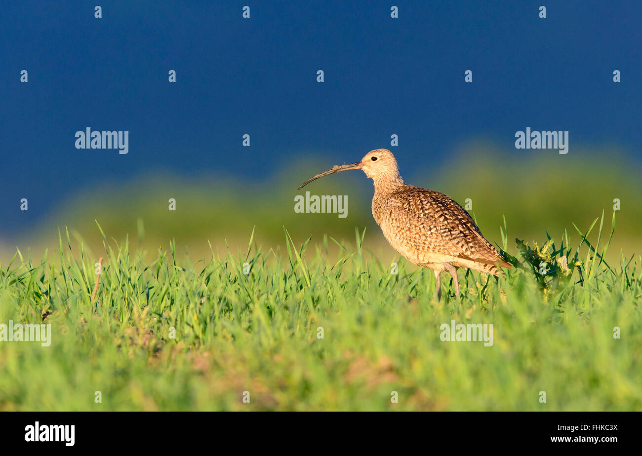 Long-billed Curlew (Numenius americanus) in grassland habitat, Montana Stock Photo