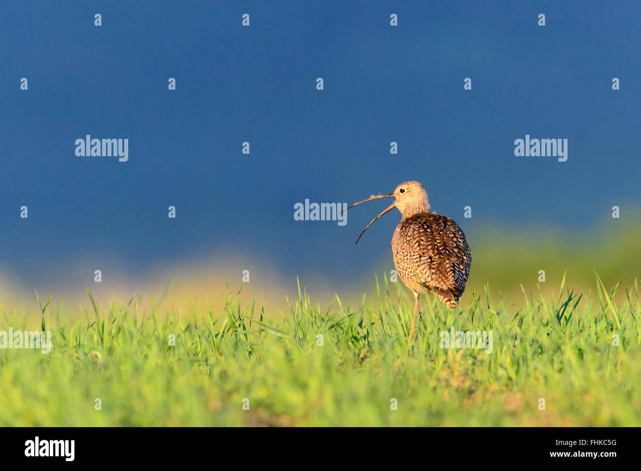 Long-billed Curlew (Numenius americanus) in grassland habitat, Montana Stock Photo