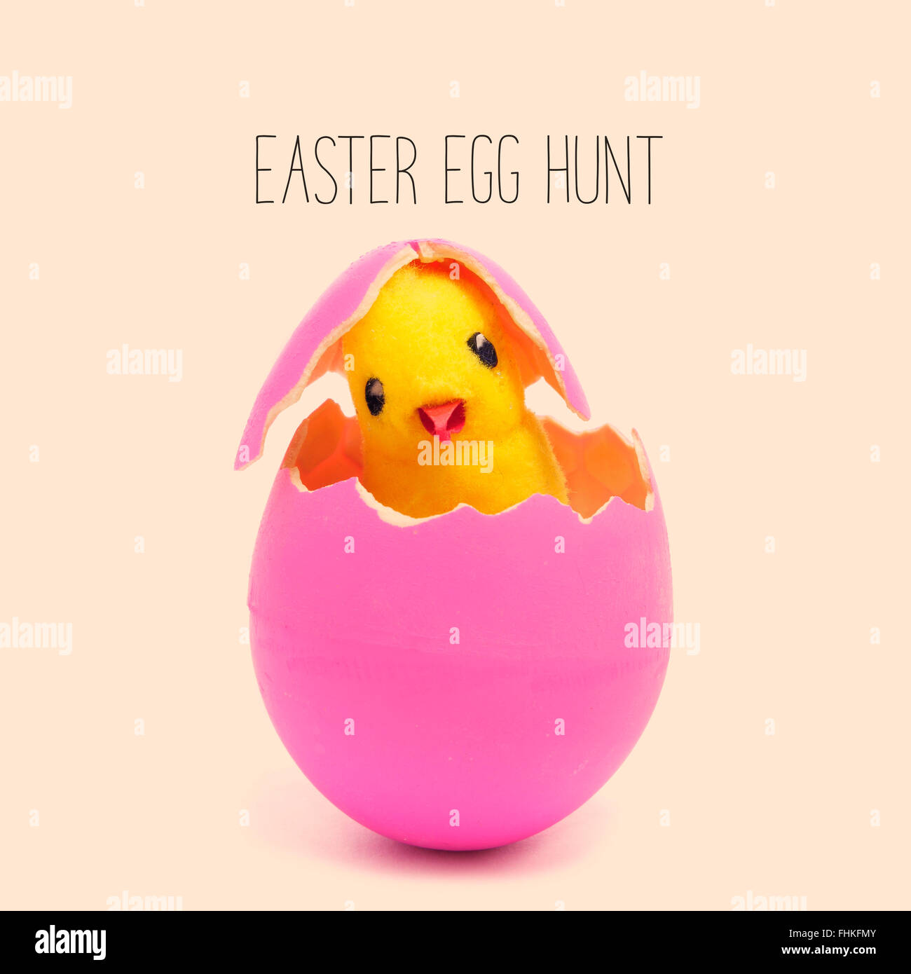 the text easter egg hunt and a teddy chick emerging from a hatched pink easter egg, against a pale pink background Stock Photo