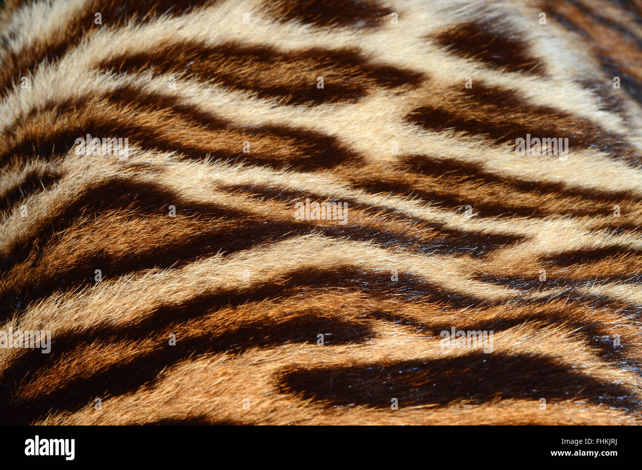 Tiger skins hi-res stock photography and images - Alamy