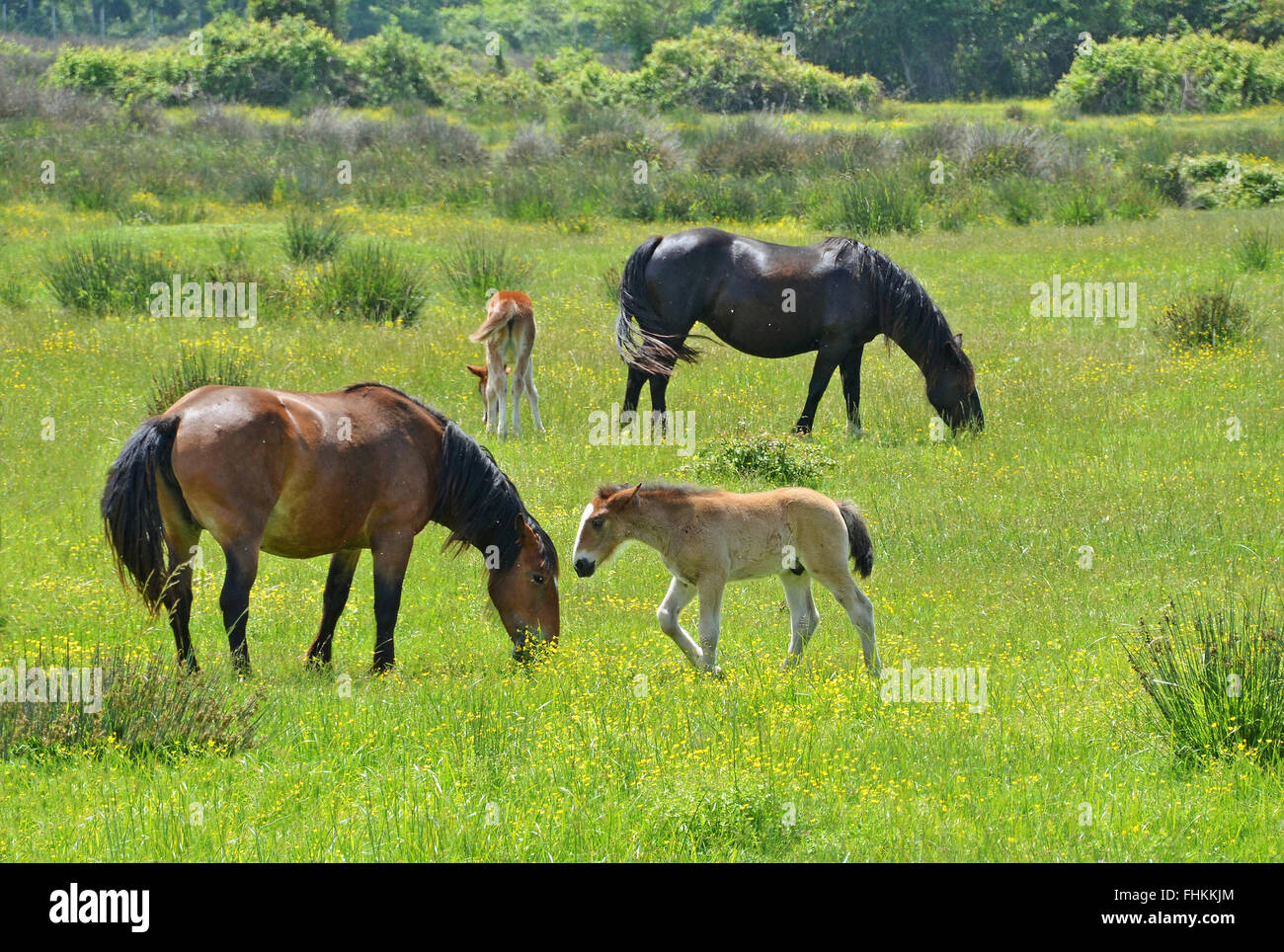 horses feeding in the meadow Stock Photo