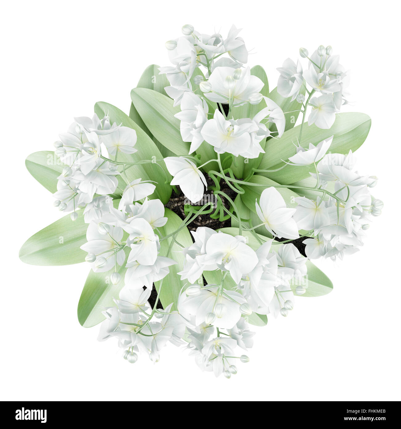 top view of orchid flowers in pot isolated on white background Stock Photo  - Alamy