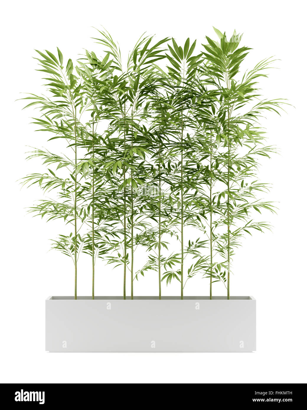 bamboo plant in pot isolated on white background Stock Photo Alamy