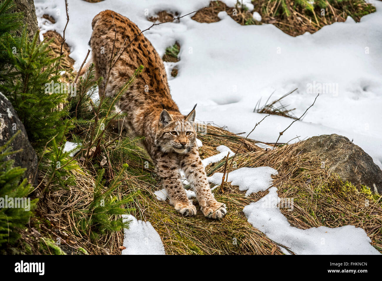 Eurasian lynx (Lynx lynx) stretching limbs in the taiga in the snow in winter / spring Stock Photo