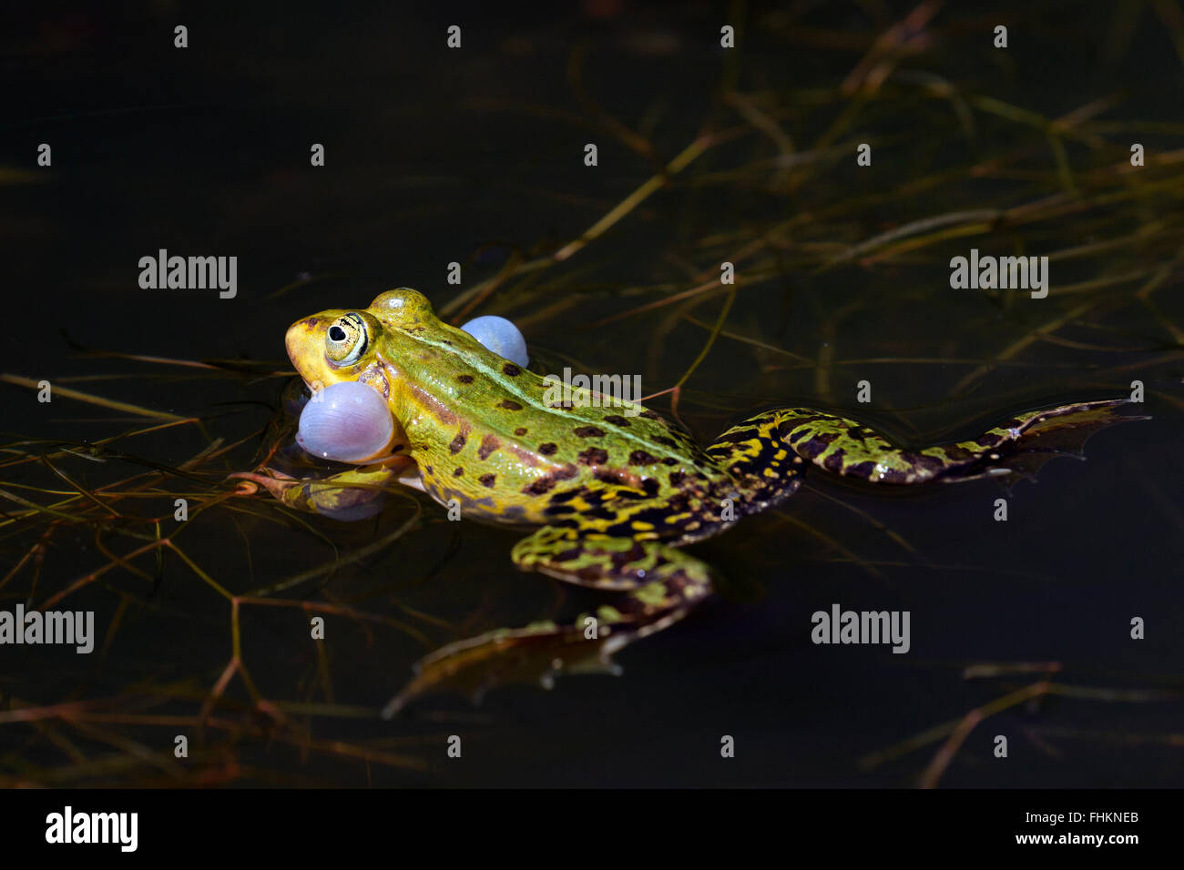 Edible frog / green frog (Pelophylax kl. esculentus / Rana kl. esculenta) male floating in pond showing inflated vocal sacs Stock Photo