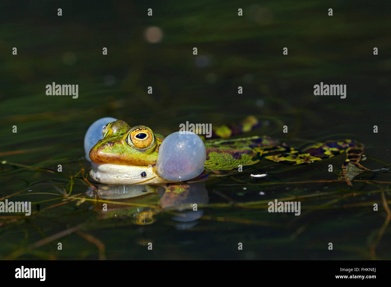 Edible frog / green frog (Pelophylax kl. esculentus / Rana kl. esculenta) male floating in pond showing inflated vocal sacs Stock Photo